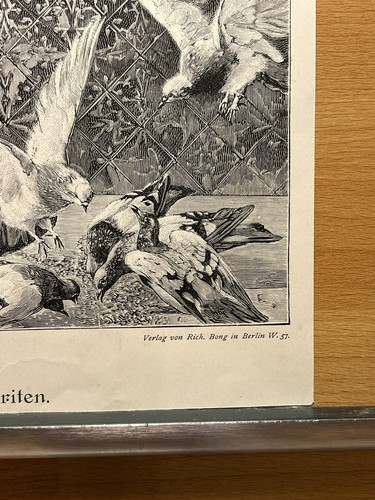 Antik Illustration Kunstdruck Holzschnitt Favoriten Cnard Kiesel Portrait 1893 - Bild 6 von 10