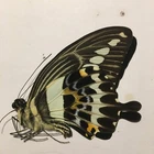 Real Dried Insect/Butterfly Non set B1903 Rare Large Papilio gigon gigon