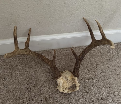 Wild 8 Punkt Weißschwanz Hirsch Geweih Ständer Horn Schädel Platte Dekor Mann Höhle typisch