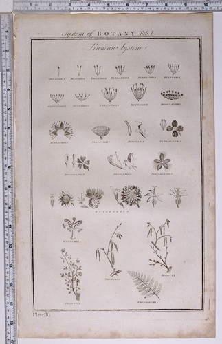 1788 ORIGINAL PRINT BOTANY LINNEAN SYSTEM MONANDRIA SYNGENESIA DIOECIA