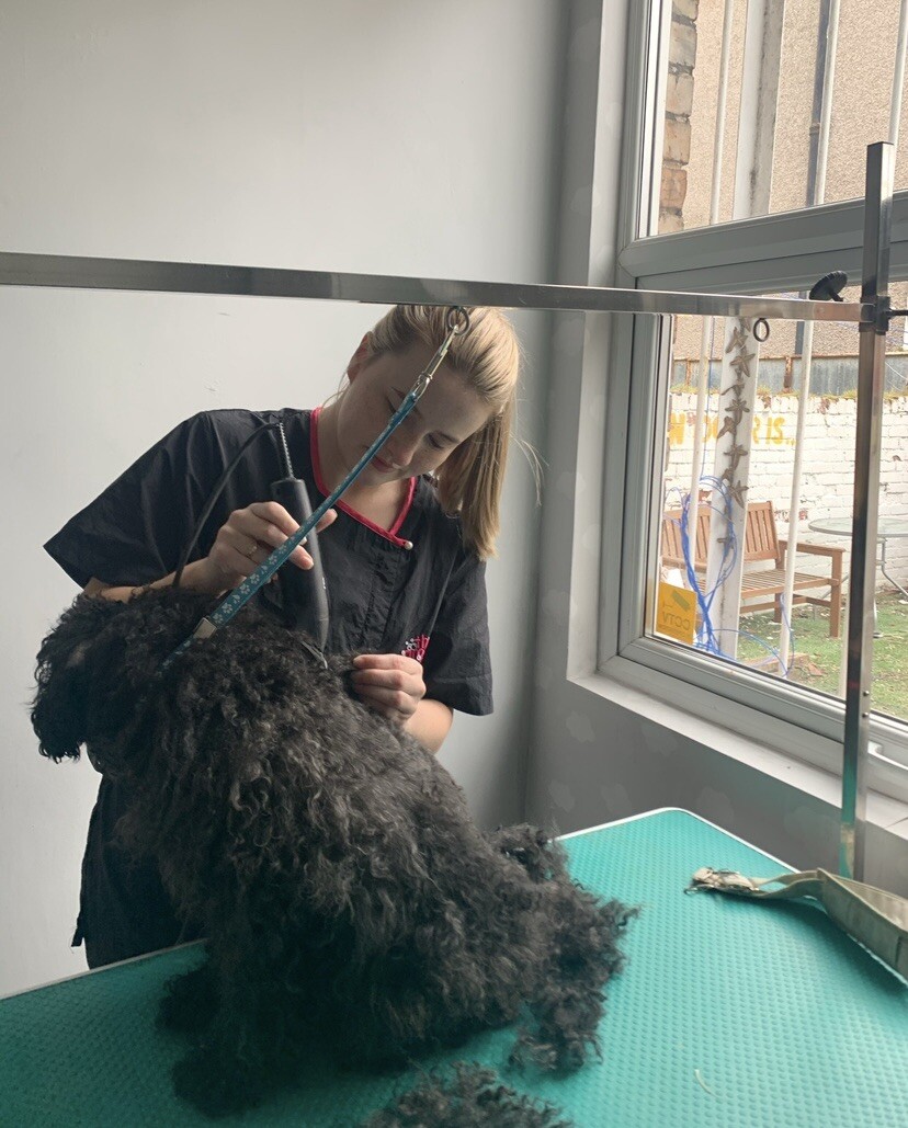 Heavy Duty Electric Dog Grooming Table eBay