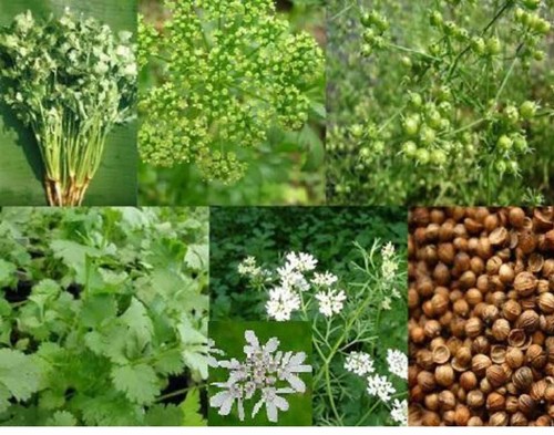 Coriander - Ngo Ri - Asian Herb - Seeds x 150 Save 30% when buy 2 - Picture 3 of 4