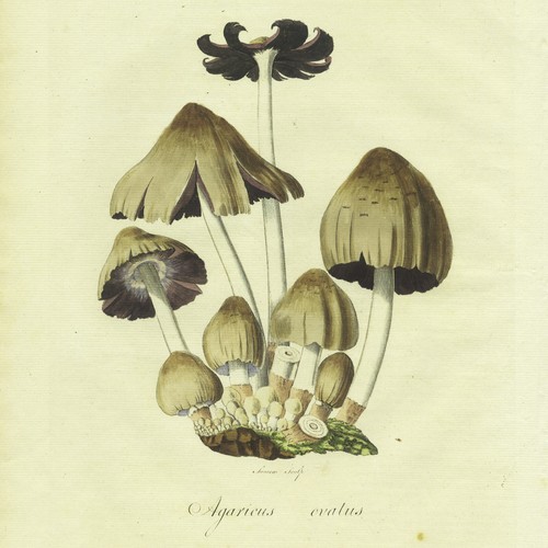 Scarce 1777 CURTIS FLORA LONDINENSIS Hand-Colored Folio Engraving: MUSHROOM - Picture 2 of 10