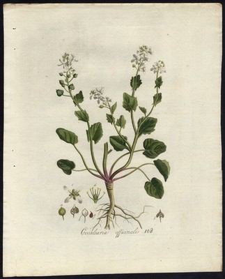 Antiker Druck - COCHLEARIA OFFICINALIS - GEWÖHNLICHES SKORBUTGRAS - Sepp - Flora Batava - 1800