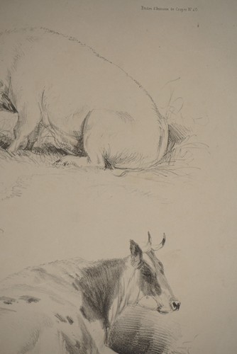 BELLE LITHO XIX° ETUDE  VACHE COCHON ANIMAUX CAMPAGNE Frédéric LEHNERT - Foto 5 di 9