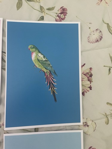 Yvonne Ellen Bird Wall Prints, 4 Beautiful Prints Including Toucan, Parrot - Picture 4 of 5