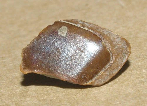 Magalichthys, Caboniferous age lobe finned fish tooth,  Kaluga reg, Russia