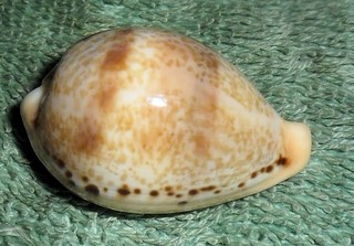 Special Collection Sale BL RFM 79907 Cypraea hungerfordi Sowerby 1888 32.7mm F