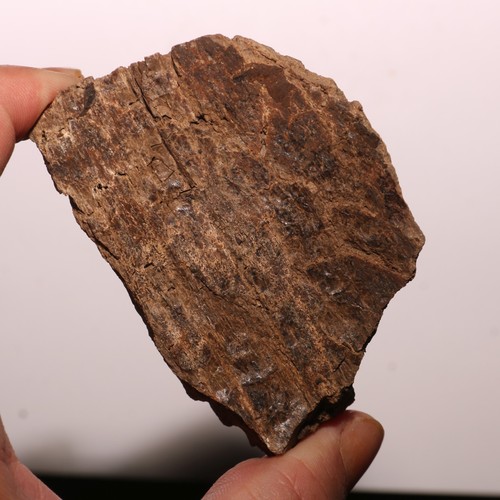 Triceratops Frill Fossil - Gorgeous Specimen - Hell Creek Formation Cretaceous - Picture 2 of 10