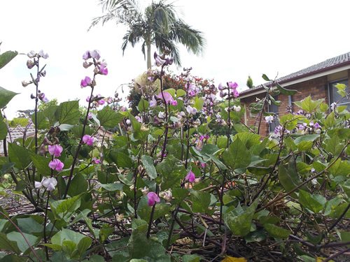 Hyacinth Bean Purple Green Indian Bangladeshi Shim Extreme Heavy yields 5 Seeds - Bild 6 von 8