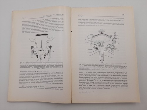Institutionen der Anatomie des Menschen Band 3 Band 1 von Chiarugi/Bucciante Jahr 1971 - Bild 7 von 9
