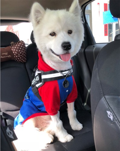 Superman Haustier Hund Kleidung Katze Welpen Mantel Hoodie Warme Sweater Jacke - Bild 20 von 23