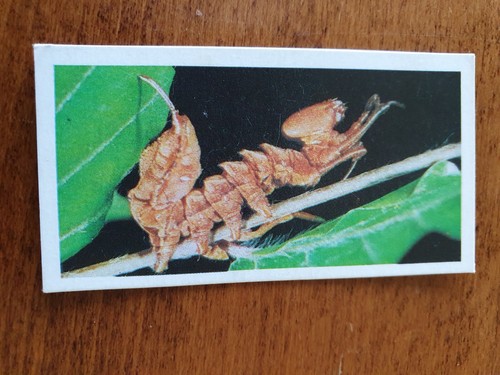 BROOKE BOND TEA CARDS - VARIOUS SETS - CHOOSE YOUR CARD - Picture 62 of 151