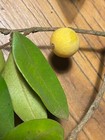 Myrciaria Guaquiea - Rare Brazilian fruit tree! — photo 2
