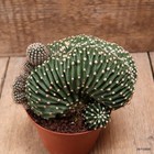 D7516 ECHINOPSIS EYRIESII CRESTED pot10-H10-W16 cm MaMa Cactus