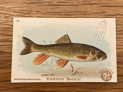 1900 Common Sucker Fischkarte Arm & Hammer Soda J15 Kirche & Dwight #12