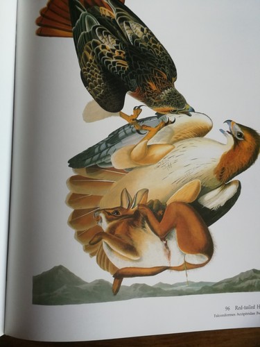 Audubons Birds Of America - Bild 8 von 10