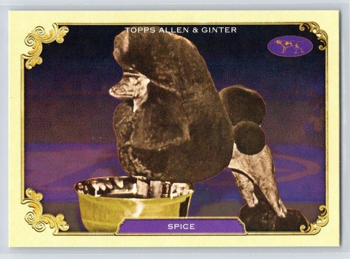 Spice 2024 Topps Allen & Ginter Stars of the Show Westminster Kennel #SOS-37 - Afbeelding 1 van 2