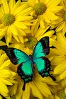 jadebutterflii