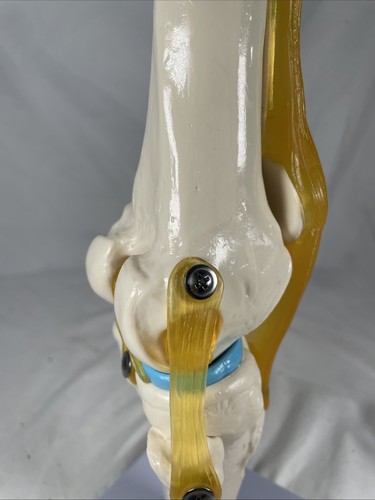 Vintage Medical Knee Joint Bone Doctors Office Display Piece Student Education - Picture 4 of 11
