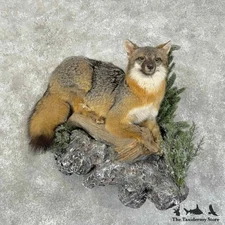 #31414 WC | Grey Fox Life-Size Taxidermy Mount For Sale