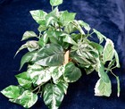 Artificial plant, Brass Style pot- durable and chic finish, home decor, office 