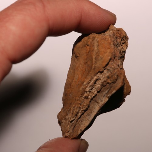 Pachycephalosaurus / Struthiomimus Claw - Hell Creek Formation - Dinosaur Fossil - Picture 5 of 11