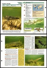 Lemon Shark #3 Fish Wildlife Fact File Fold-Out Card