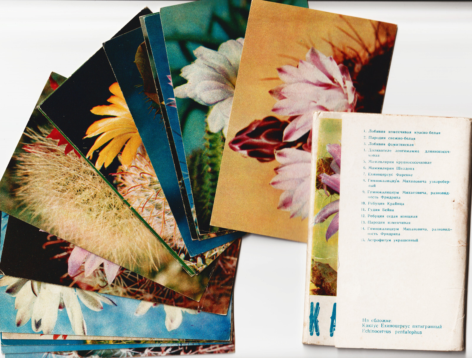 Lot of 3 books Кактусы 3 книги + набор открыток Cactus 3books+ postcard set 1972 - Photo 2 sur 10