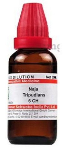 @ DR Willmar Naja tripudians 6CH - Picture 2 of 5