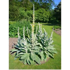 Great Mullein, 200+ Seeds. (Verbascum thapsus) Heirloom~Organic. Free Shipping.