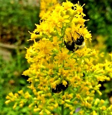 Goldenrod 100 Seeds
