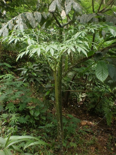 Aroid (Amorphophallus gigas) - germinated seed - Bild 3 von 4