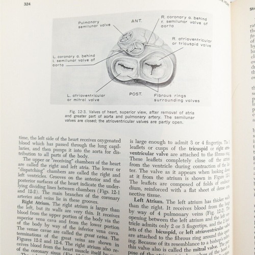 BASIC PHYSIOLOGY AND ANATOMY By Chaffee and Greisheimer HC Illistrated 1969 - Picture 16 of 22