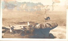 Vintage RPPC Seagulls On Rocks Pacific Grove California Real Photo Postcard 1934