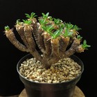 Euphorbia guillaumeniana,Caudex,Euphorbia,Succulent Plants