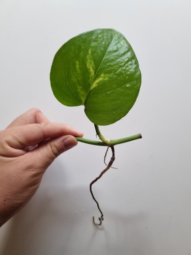 Indoor Plants Houseplants 11 Cuttings Pothos Devil's Ivy Epipremnum Money Plant - Picture 21 of 24