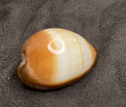 Cypraea Erronea Onyx JUNG 34 mm Bohol Philippinen 2013 - ausgewählt für FARBEN! - Bild 3 von 6