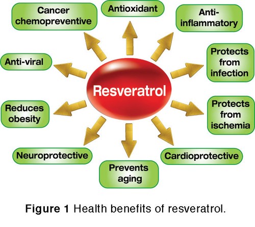 Immune Essentials - RESVERATROL - KOREAN GINSENG COMBO - Red Maca Liquid Extract - Bild 6 von 12