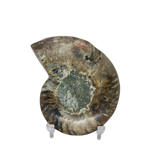Ammonite, Fossil, 3.75", stand included, polished, specimen, #R-6593 - Picture 6 of 10