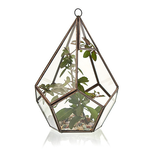 Glas Terrarium Vitrine Vitrine hängend freistehend Moos Pflanze Blumen Pflanzgefäß - Bild 9 von 21