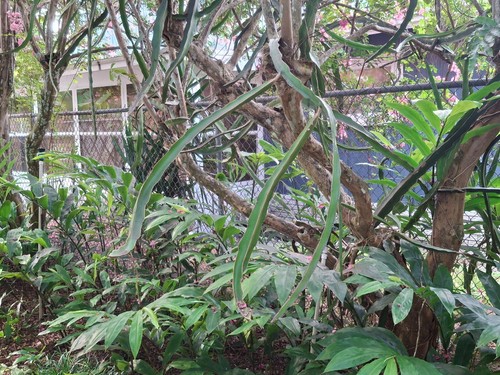Dragon Fruit Cuttings, SIX 12-22 Inches Fresh Cut Day Order + PINE CONE GINGER - Picture 4 of 13