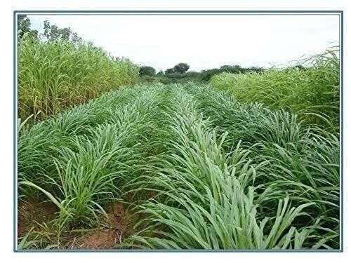 Napier Grass Seeb, Elephant Grass, Pennisetum purpureum,King Napier 100 gram - Picture 4 of 6