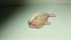 2025 NEW Collecta Animal Toy / Figure Blobfish