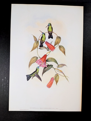 Gould GREEN and BLUE SAPPHIRE Hummingbirds Vintage Bird Art Print Bookplate 331 - Picture 3 of 4