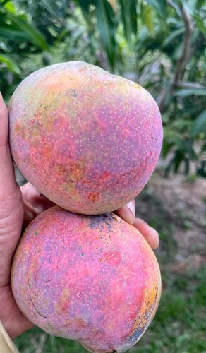 Dwarf Grafted Mango Tree DWARF HAWAIIAN 3Gal Pot Ship UPS Overnight - Picture 11 of 18