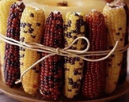 50 INDIAN MINI MIX CORN Miniature 4" Ears Ornamental Zea Mays Vegetable SEEDS - 第 7/10 張圖片