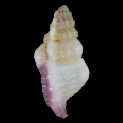 GYRINEUM LACUNATUM (Olango Isl., Filippine) 8,8 mm #47341 - Foto 4 di 4