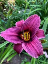 2 - GRAPE MAGIC Daylily Perennial Flower Bulb Bare Root Plants