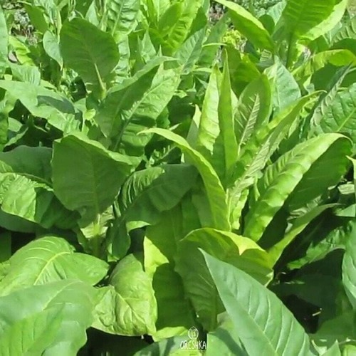 Tobacco Kentucky burley 300+ PCS fresh seeds, Nicotiana tabacum, Tobacco seeds - Picture 7 of 8